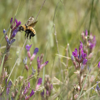 A yellow bumblebee hovers above purple wildflowers in the grasslands of Cody, Nebraska